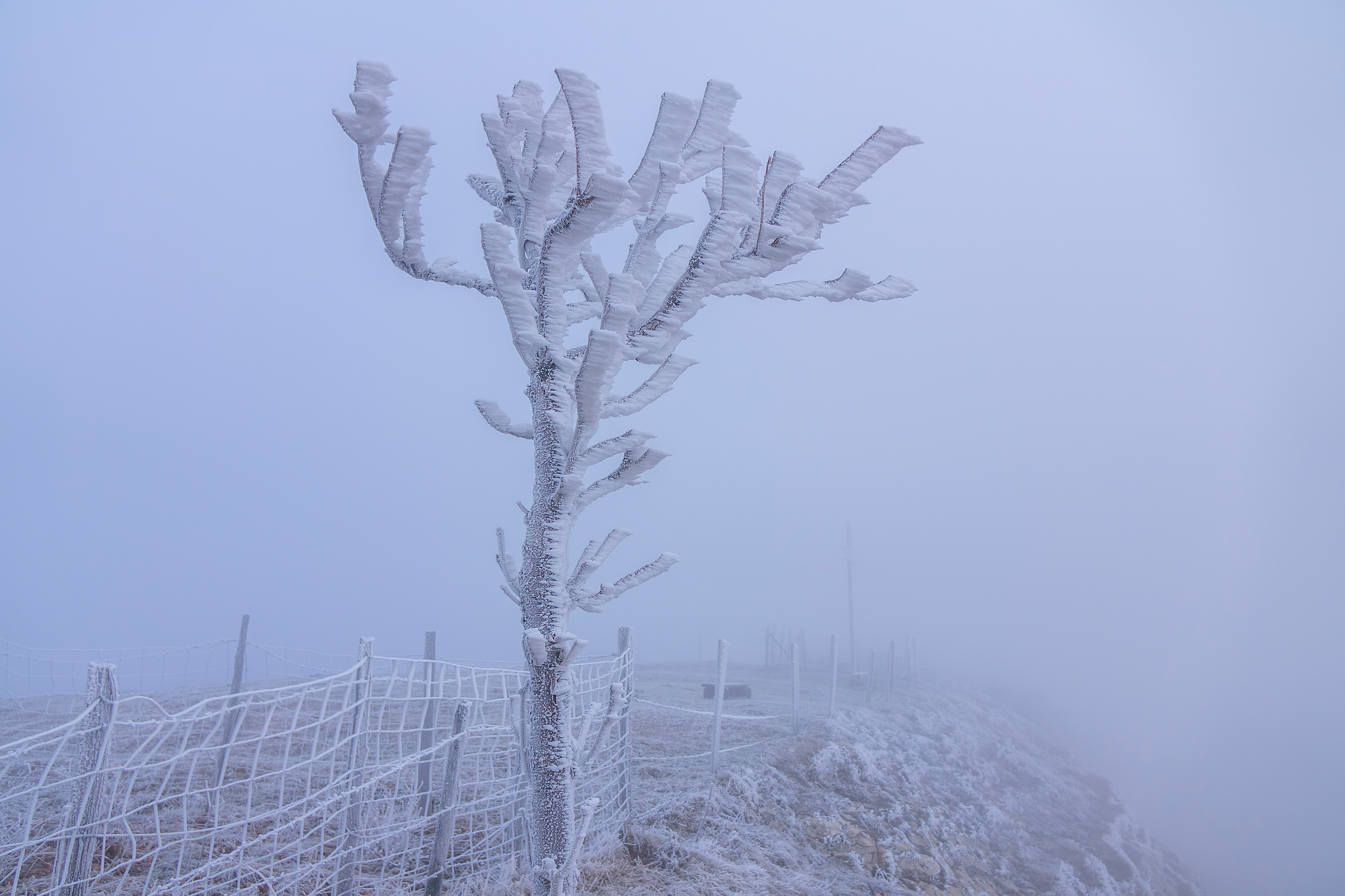 freezing fog with accumulation of frost on a tree