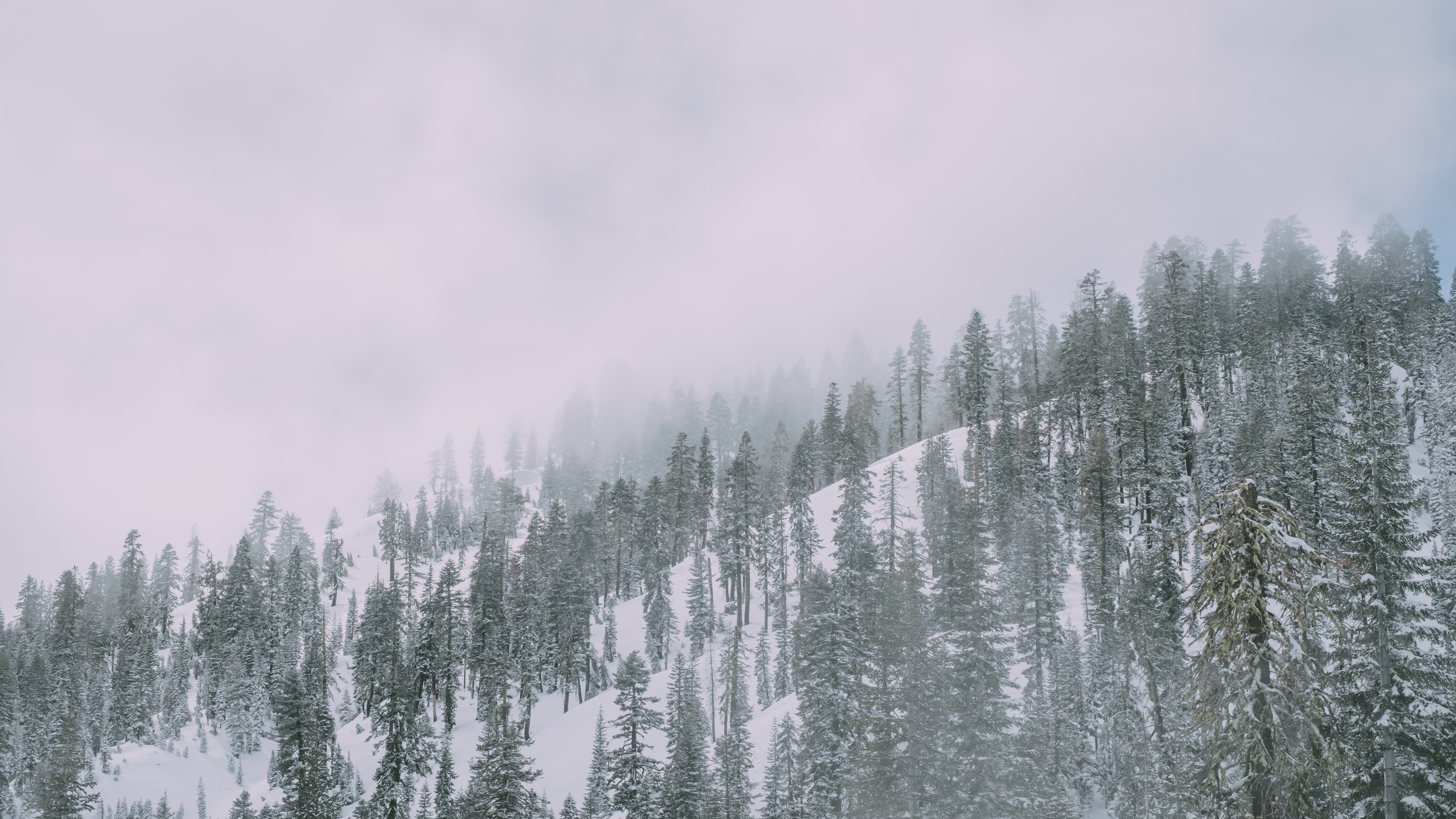 snowy forest