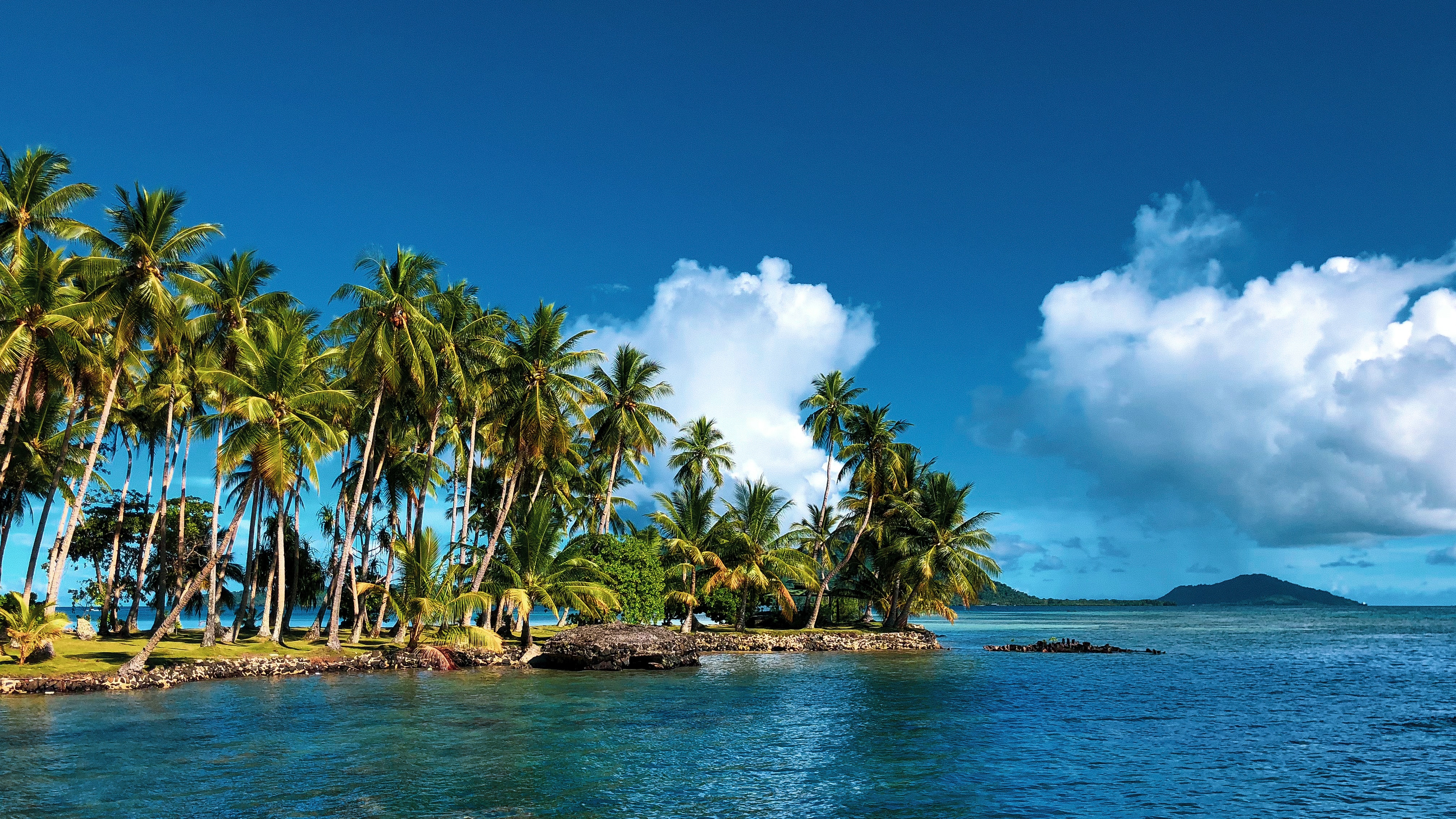 palm trees on an island